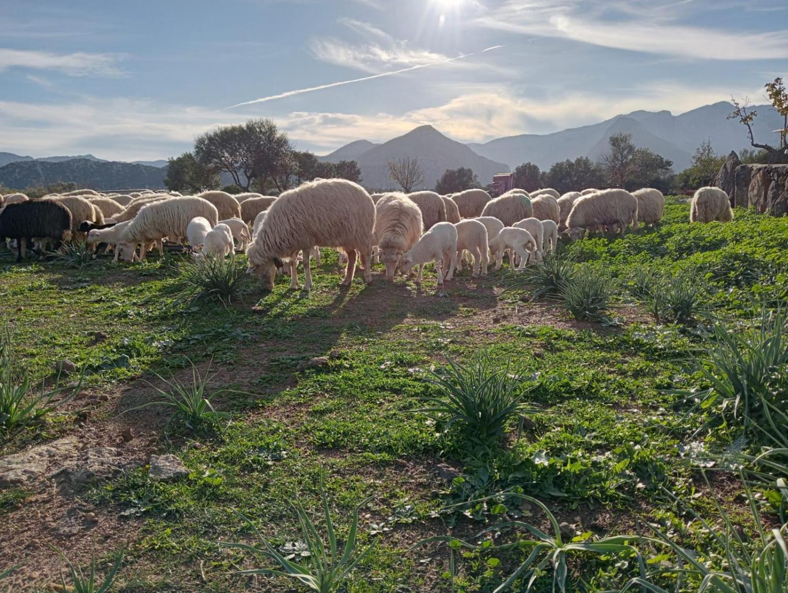 Agriturismo Sa Murta Dorgali Εξωτερικό φωτογραφία